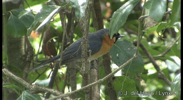 Spectacled Monarch (Australian) - ML201335761