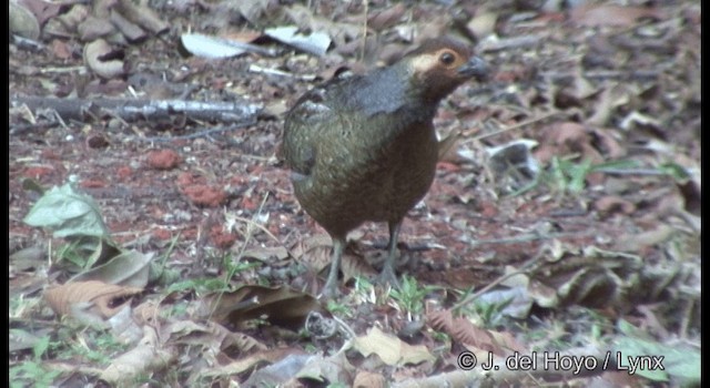 Marbled Wood-Quail - ML201335871