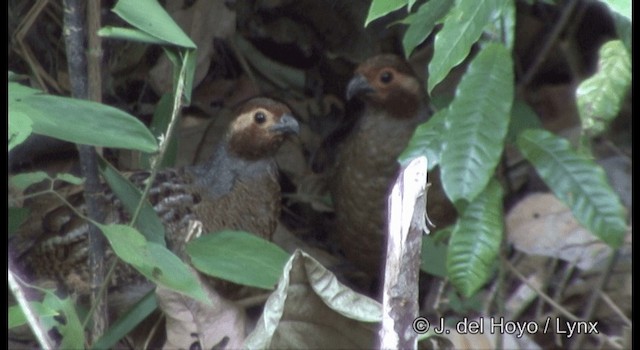 Marbled Wood-Quail - ML201335881