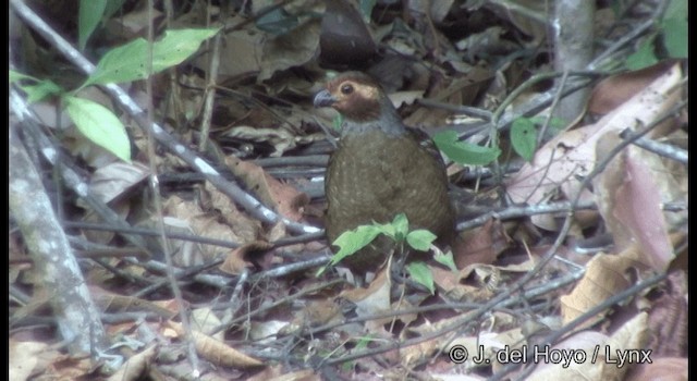 Marbled Wood-Quail - ML201335891