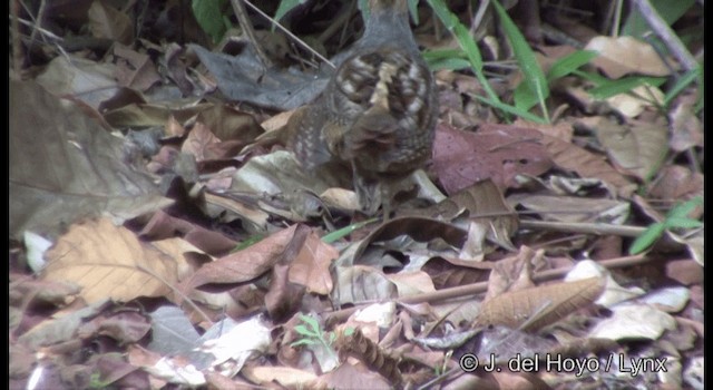 Marbled Wood-Quail - ML201335901