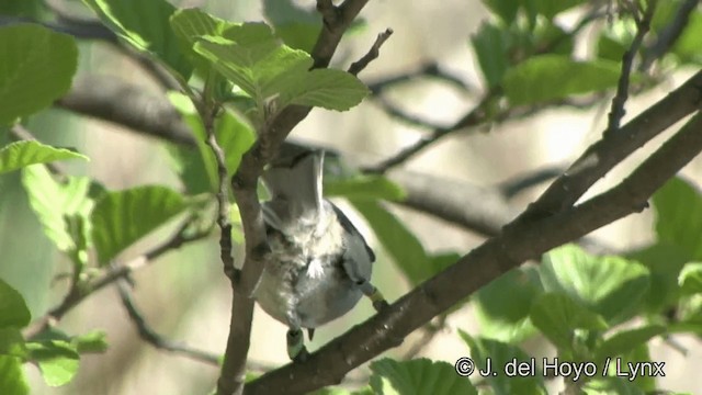 Black-capped Chickadee - ML201335961