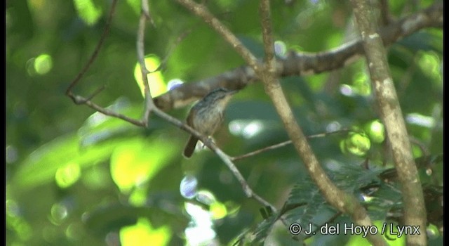 Guianan Warbling-Antbird - ML201336021