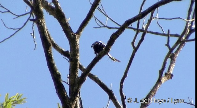 Jacamar à longue queue - ML201336031