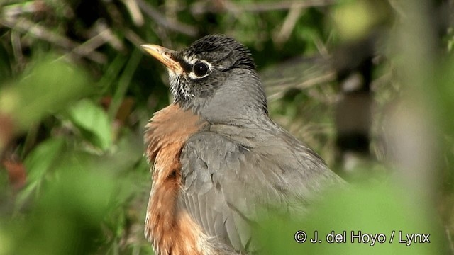 American Robin (migratorius Group) - ML201336051