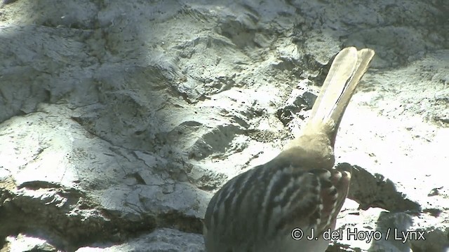 White-crowned Sparrow (leucophrys) - ML201336111