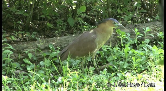 Malayan Night Heron - ML201336141