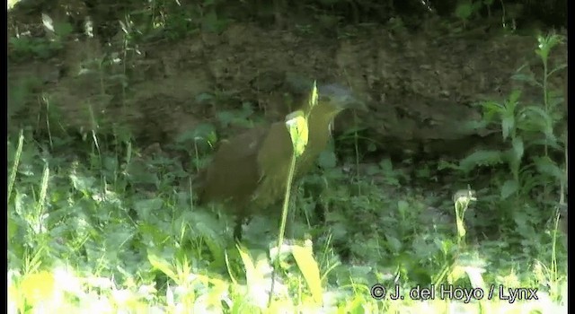 Malayan Night Heron - ML201336151