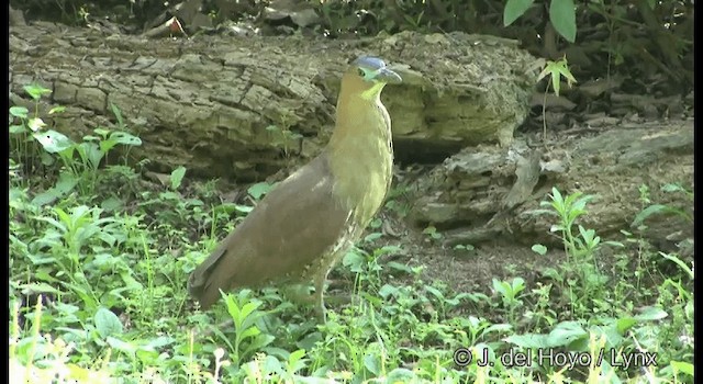 Malayan Night Heron - ML201336161