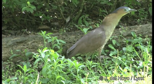 Malayan Night Heron - ML201336171