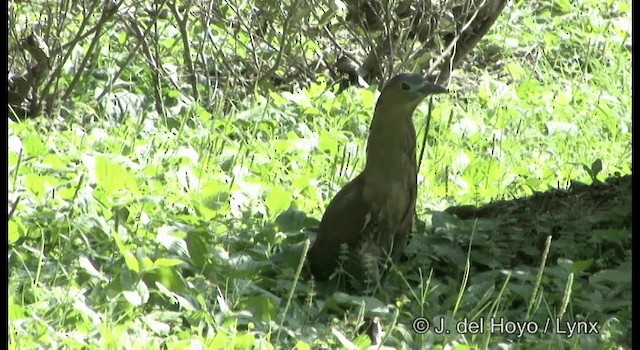 Malayan Night Heron - ML201336181