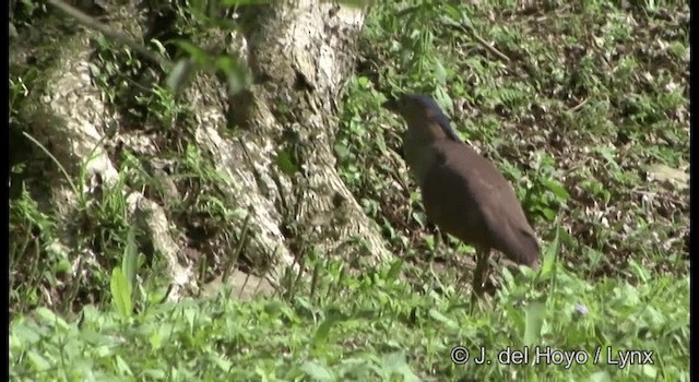 Malayan Night Heron - ML201336191