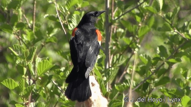 Red-winged Blackbird (Red-winged) - ML201336201