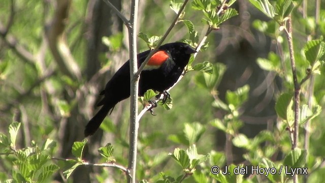 Red-winged Blackbird (Red-winged) - ML201336221