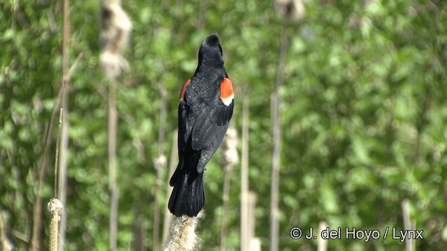 Red-winged Blackbird (Red-winged) - ML201336241
