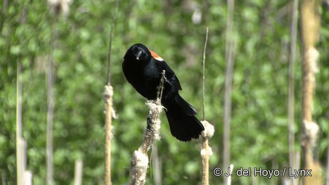 Red-winged Blackbird (Red-winged) - ML201336251