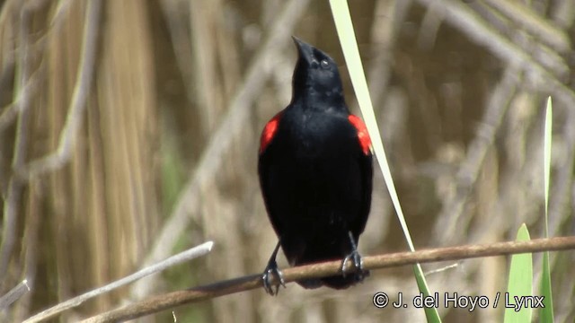 Red-winged Blackbird (Red-winged) - ML201336261