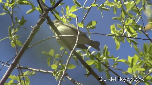 Sängervireo (gilvus) - ML201336271