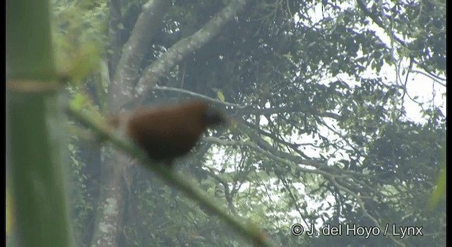 Rusty Laughingthrush - ML201336291