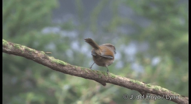 Taiwan Fulvetta - ML201336301