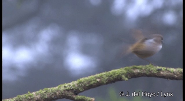 Fulvetta de Taïwan - ML201336311