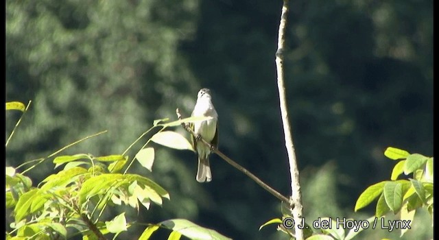 Bulbul de Taïwan - ML201336321