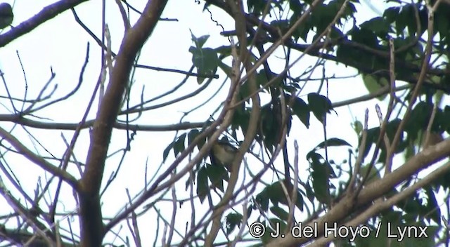 Ashy-bellied White-eye - ML201336431