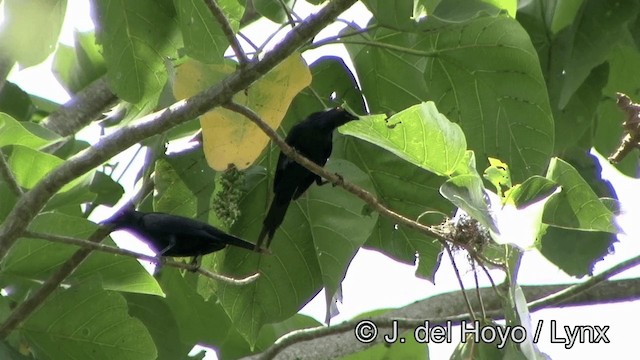 Metallic Starling (Metallic) - ML201336441