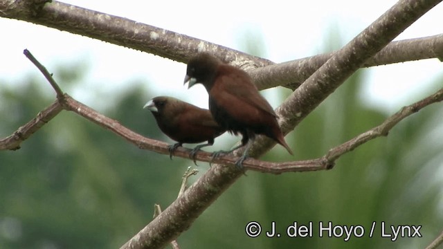 Chestnut Munia - ML201336461