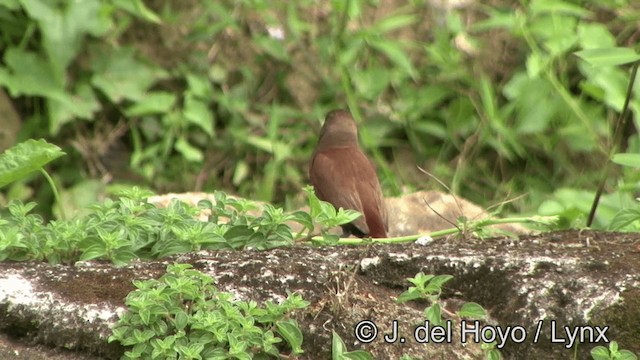 Chestnut Munia - ML201336471