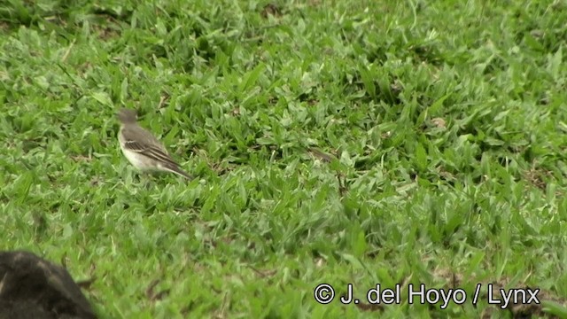 Eastern Yellow Wagtail (Eastern) - ML201336481