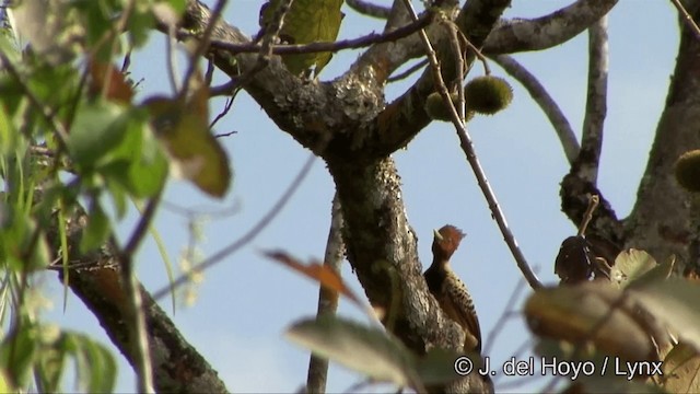 Kaempfer's Woodpecker - ML201336501