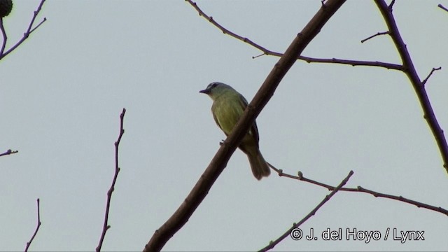 White-lored Tyrannulet - ML201336521