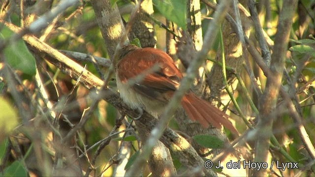 Araguaia Spinetail - ML201336551