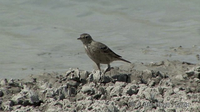 Water Pipit (Blakiston's) - ML201336581