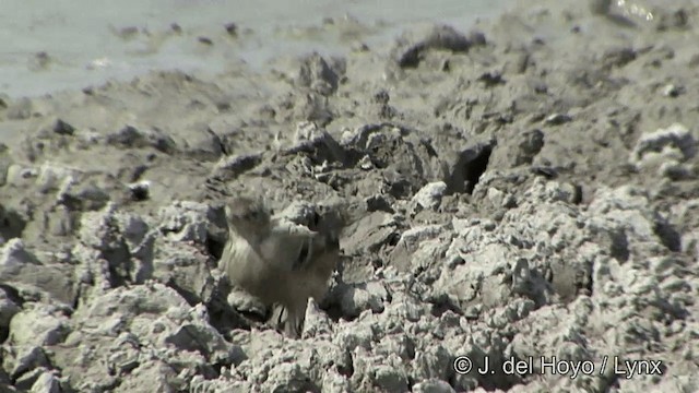 Water Pipit (Blakiston's) - ML201336591