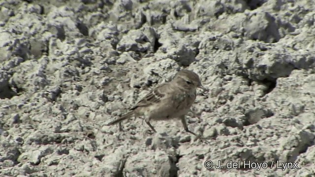 Water Pipit (Blakiston's) - ML201336601