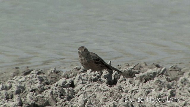 Water Pipit (Blakiston's) - ML201336611