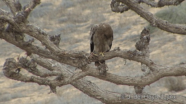 ソウゲンワシ - ML201336641