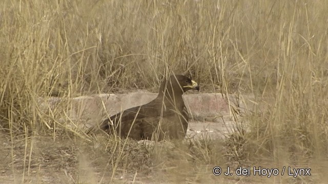 ソウゲンワシ - ML201336661