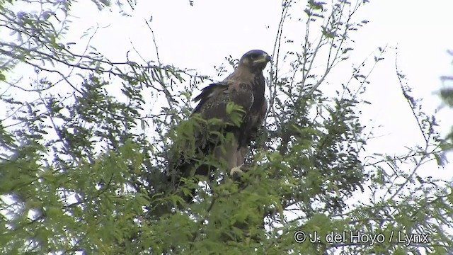 Tawny Eagle - ML201336671