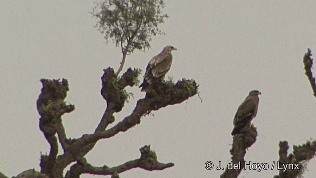 Tawny Eagle - ML201336681