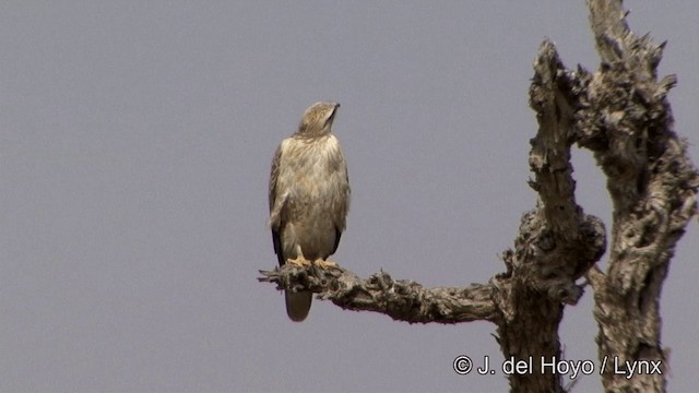 Long-legged Buzzard (Northern) - ML201336711