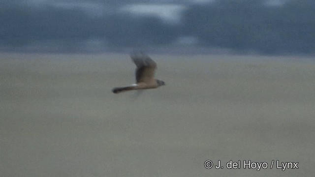 Pallid Harrier - ML201336741