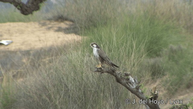 Laggar Falcon - ML201336811