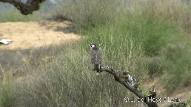 Laggar Falcon - ML201336821