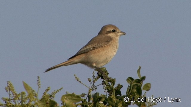 Isabellwürger (arenarius/tsaidamensis) - ML201336891