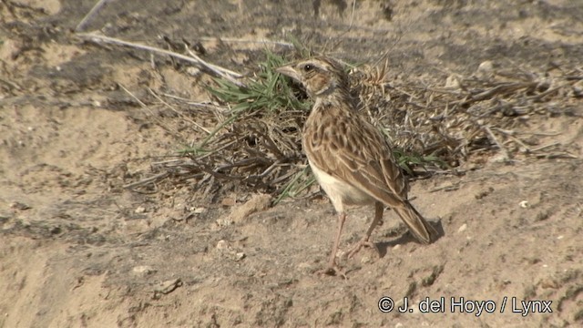 Indian Bushlark - ML201336931