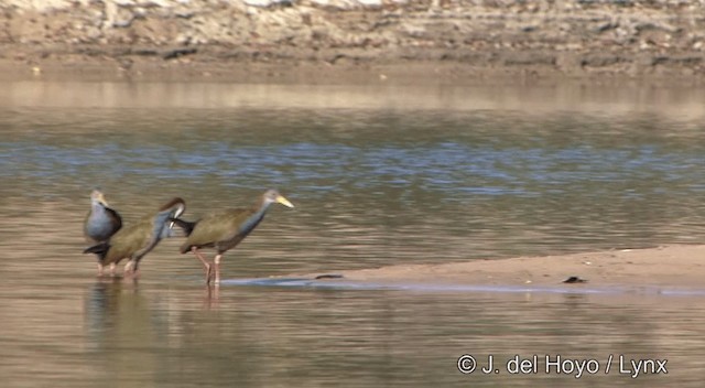 Giant Wood-Rail - ML201336951