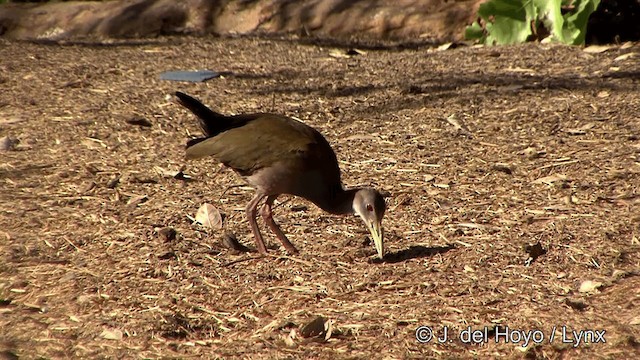 Giant Wood-Rail - ML201336981